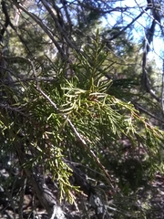 Juniperus maritima