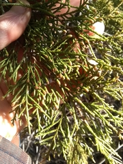 Juniperus maritima