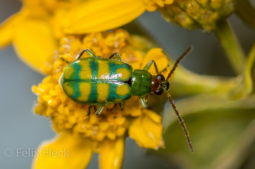 Banded Cucumber Beetle