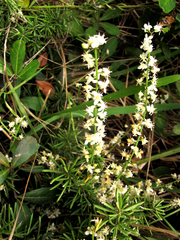 Asparagus densiflorus