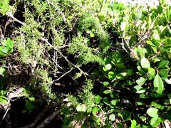 Asparagus densiflorus