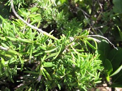 Asparagus densiflorus