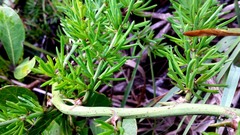 Asparagus densiflorus