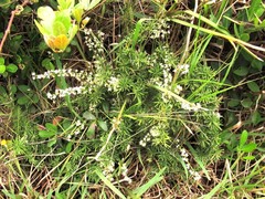 Asparagus densiflorus