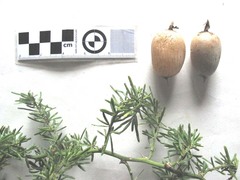 Asparagus densiflorus