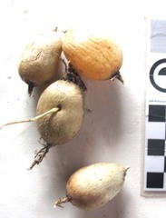 Asparagus densiflorus