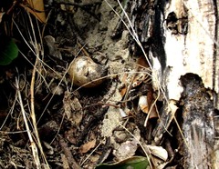 Asparagus densiflorus