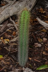 Pilosocereus robinii