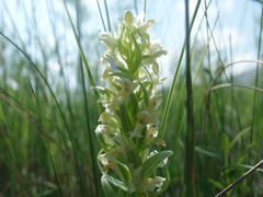 Dactylorhiza incarnata ochroleuca