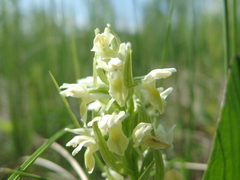Dactylorhiza incarnata ochroleuca