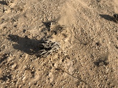 Anastatica hierochuntica