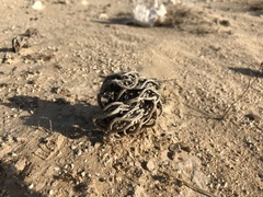 Anastatica hierochuntica