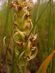 Dactylorhiza incarnata ochroleuca