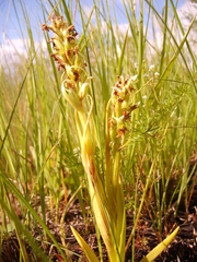 Dactylorhiza incarnata ochroleuca