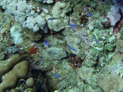 Pseudochromis fridmani