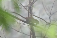 Sundasciurus jentinki