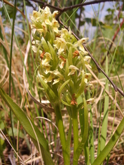 Dactylorhiza incarnata ochroleuca