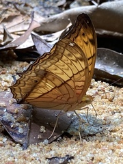 Vindula dejone erotella