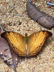 Vindula dejone erotella