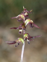 Genoplesium morrisii