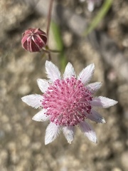 Actinotus forsythii