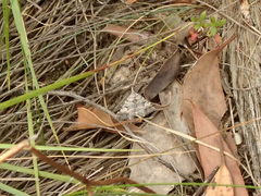 Dichromodes longidens
