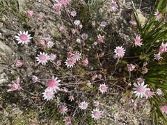 Actinotus forsythii