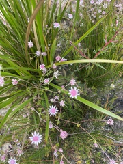 Actinotus forsythii