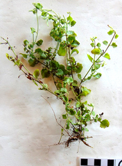 Chaenostoma cordatum