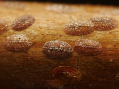 Pulvinaria hydrangeae