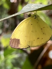 Eurema sari