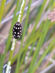 Diphucrania duodecimmaculata