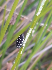 Diphucrania duodecimmaculata