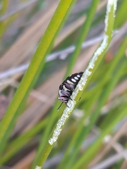 Diphucrania duodecimmaculata