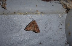 Ichneutica morosa