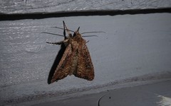 Ichneutica morosa