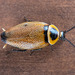 Ellipsidion - Photo (c) Euan Moore, some rights reserved (CC BY-NC), uploaded by Euan Moore