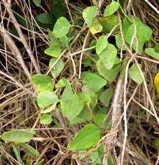 Cissampelos torulosa
