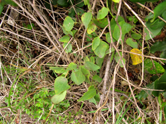 Cissampelos torulosa