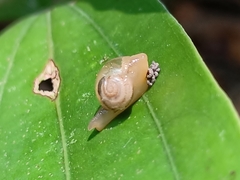 Helicarion perfragilis