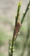 Pisaura mirabilis