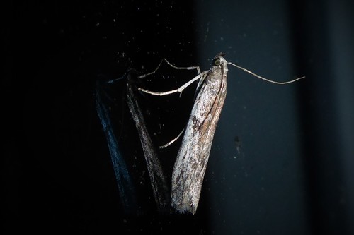 Senecio blue stem borer photo 6