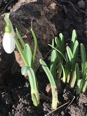 Galanthus nivalis