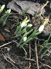 Galanthus nivalis