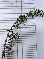 Coprosma pseudocuneata