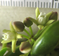 Cynanchum natalitium