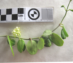 Cynanchum natalitium