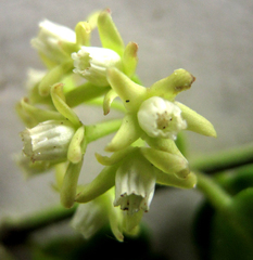 Cynanchum natalitium