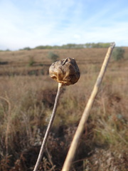 Rhaponticoides taliewii