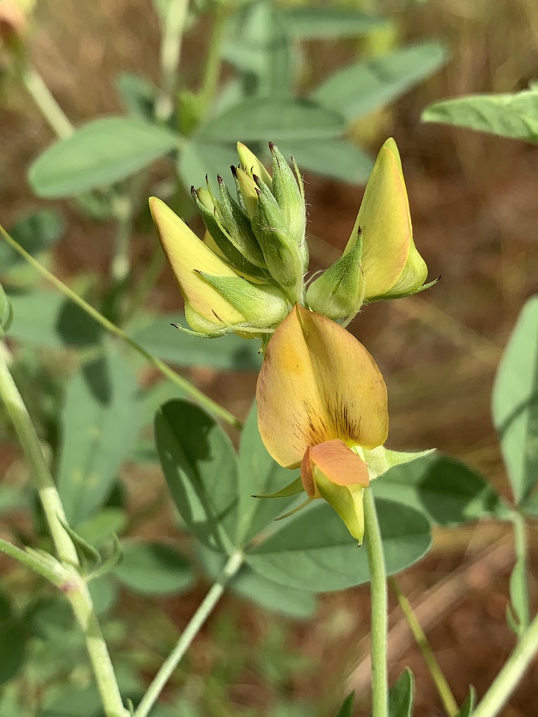 Damara Rattlepod